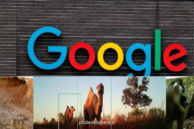 گوگل یک مدل هوش مصنوعی را برای حیات وحش عرضه کرد